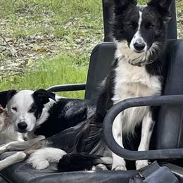 Border Collies from Already There Border Collies