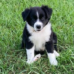 Jax AKC ASDR DNA tested - Black tri male Miniature Australian Shepherd puppy in Westwego, Louisiana from Connie's American Eskimo Dogs and Mini Australian Shepherd Dogs