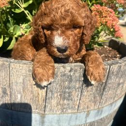 Boy 3 - Red male Australian Labradoodle puppy in Yamhill, Oregon from FitzGerald Kennels