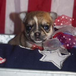 Tessa - Chocolate sabled fawn female Chihuahua puppy in Gloucester, Virginia from Charlotte's Web of Chihuahuas