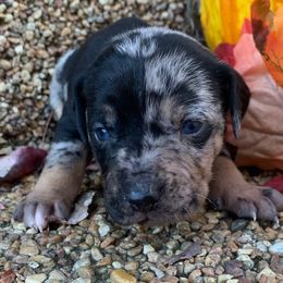 Girl 3 - Blue merle female Catahoula Leopard Dog puppy in Gadsden, Alabama from Rich Cat’s