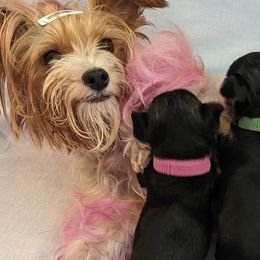 Yorkipoos and Yorkshire Terriers from Pup Moi Furrever Pets