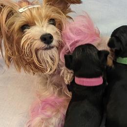 Yorkipoos and Yorkshire Terriers from Pup Moi Furrever Pets