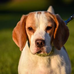 Dot - Beagle