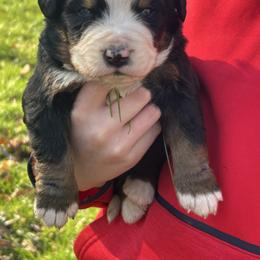 Ricky - Black rust and white male Bernese Mountain Dog puppy in Strasburg, Ohio from Lois Allison