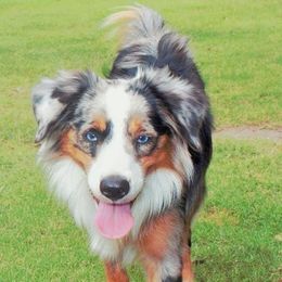 Aussiedoodles and Miniature Australian Shepherds from Space City Mini Aussies & Doodles