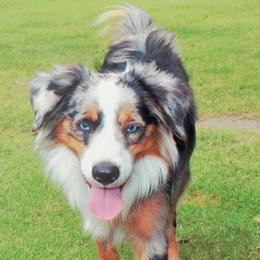 Aussiedoodles and Miniature Australian Shepherds from Space City Mini Aussies & Doodles
