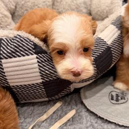 Carlisle - Caramel male Australian Labradoodle puppy in Nashville, Tennessee from SF Australian Labradoodles