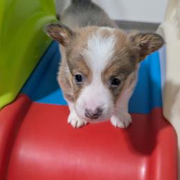 Bluie sable (dilute)boy - Sable and white male American Corgi puppy in Loretto, Kentucky from Duncan's Border Collies and Corgis