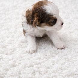 Sutton - Red tri-color male Aussiedoodle puppy in Louisville, Mississippi from Kristy’s Kennels