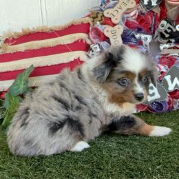 Spotlight - male Miniature Australian Shepherd puppy in Granbury, Texas from Best Little Aussies