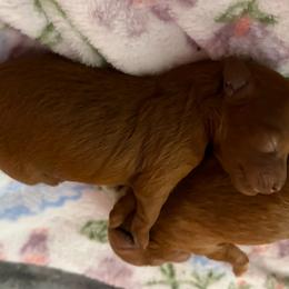 Audrey - Red  female Goldendoodle puppy in Lillington, North Carolina from Peace, Love, and Puppies at the Creek