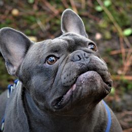 French Bulldogs from By Billy LaVie en Rose