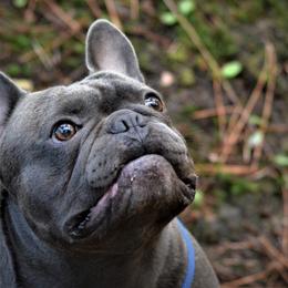 French Bulldogs from By Billy LaVie en Rose