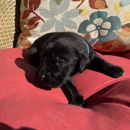 Boy 4 - male Labrador Retriever puppy in Alger, Ohio from Osborne Family Retrievers