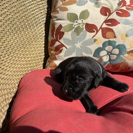 Boy 4 - male Labrador Retriever puppy in Alger, Ohio from Osborne Family Retrievers