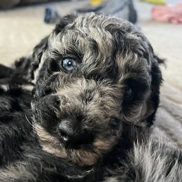 Aussiedoodles from Aussiedoodle palace