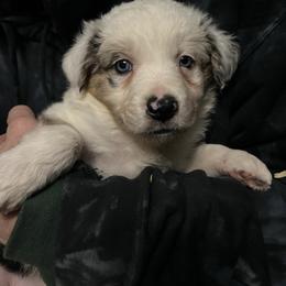 Techno - Slate merle male Border Collie puppy in Memphis, New York from Dual Traxx Border Collies