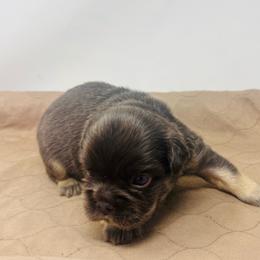 Zeus - Tricolors male French Bulldog puppy in Amarillo, Texas from Bomb City Bulldogs