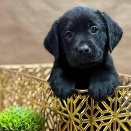 Balin - Black male Labrador Retriever puppy in Isle, Minnesota from Dog Ear Outfitters