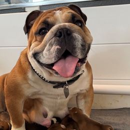 Bulldogs from DR BULLDOGS