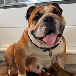 Bulldogs from DR BULLDOGS