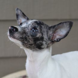 Sparkle - Chihuahua