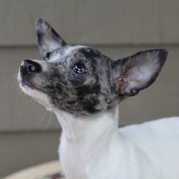 Sparkle - Chihuahua