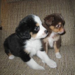 Toy Australian Shepherd Puppies from Jackie lutz