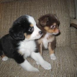 Toy Australian Shepherd Puppies from Jackie lutz