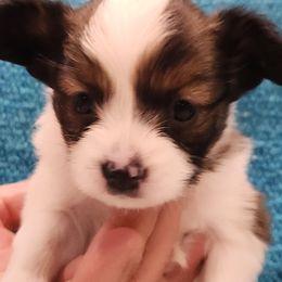 Papillon Puppies from Leslie's Papillons