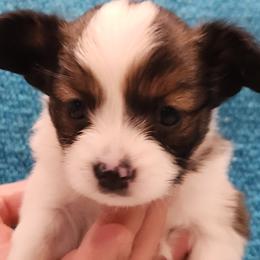 Papillon Puppies from Leslie's Papillons