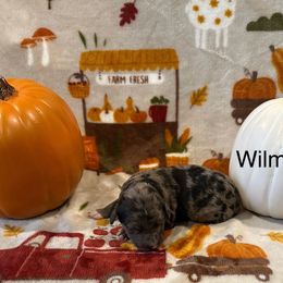 Wilma - Red merle female Bordoodle puppy in Republic, Missouri from Holland Hilltop Farm