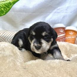 Oki - Black and silver male Miniature Schnauzer puppy in Huntington, Utah from Schnauzers on Robinson Lane