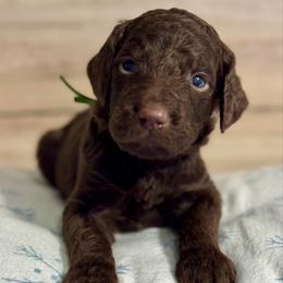 Green - Chocolate male Goldendoodle puppy in Hesperia, Michigan from Red Acres Poodles & Doodles