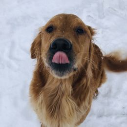 Eddy - Golden Retriever