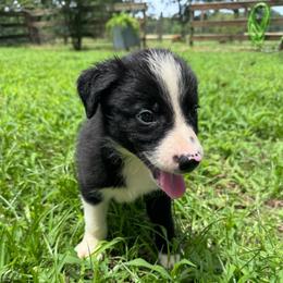 Skywalker - Black and white male Border Collie puppy in Winnsboro, Texas from Pecan Grove Pups
