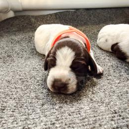 Ciabatta (orange) - Liver roan female German Shorthaired Pointer puppy in Marshfield, Missouri from Suma Kennels