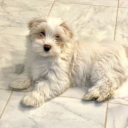 Jazzy - White Havanese puppy in North Carolina from Guys & Dolls of La Brisa Havanese