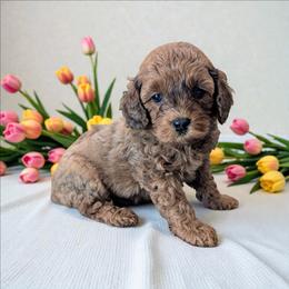Rummy - Sable male Cavapoo puppy in Sparta, Missouri from Sis' Doodles & Poodles