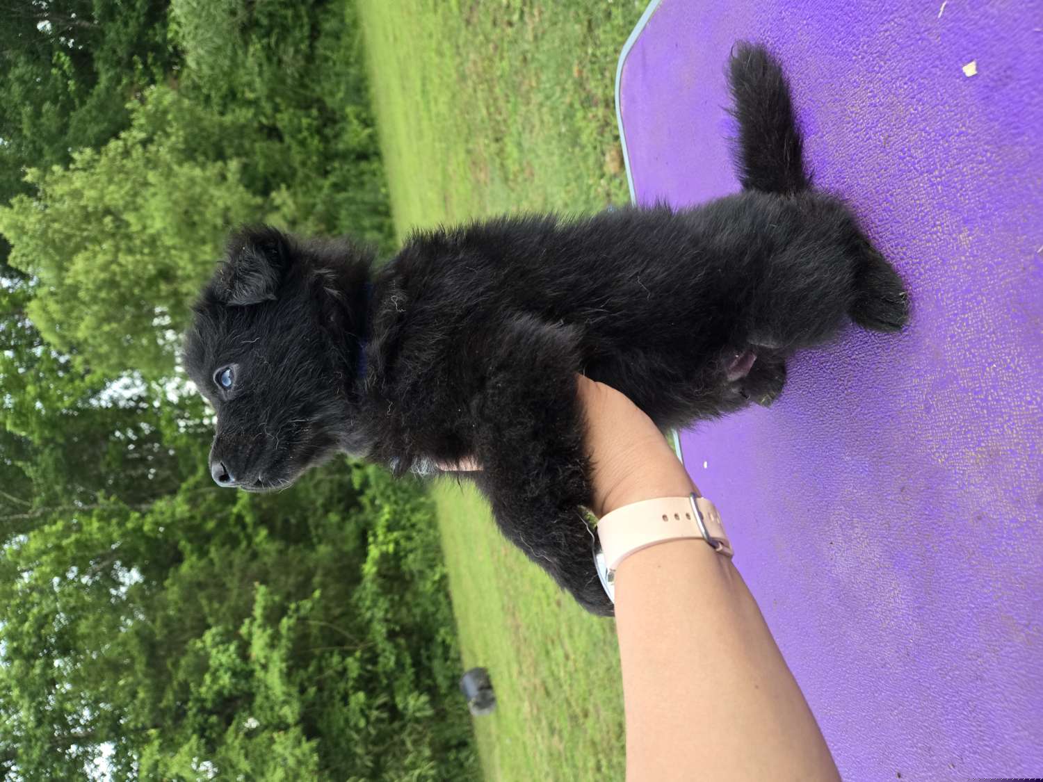 Black male - Black German Shepherd puppy in Berry, Alabama from Whisper Gray