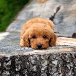 Goldendoodle Puppies from Hill Country Oodles of Doodles