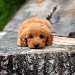 Goldendoodle Puppies from Hill Country Oodles of Doodles