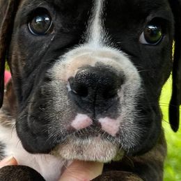 Boxers from Simply Regal Boxers