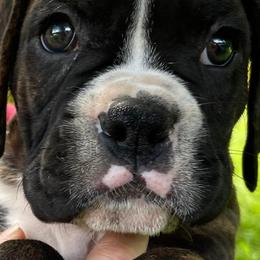Boxers from Simply Regal Boxers