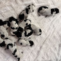 "two days old" Bluetick Coonhound and Labrador Retriever Puppies from Five Oaks Retreat