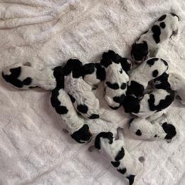 "two days old" Bluetick Coonhound and Labrador Retriever Puppies from Five Oaks Retreat