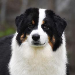 Joy - Australian Shepherd
