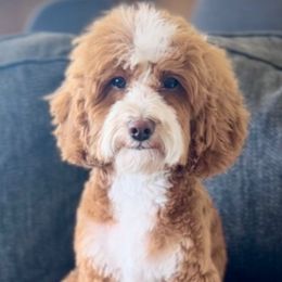 Sir Hector - Goldendoodle