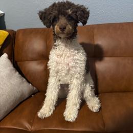 Chespi - Poodle